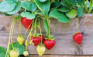 strawberries - anti uv